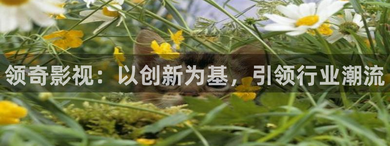 草草浮力影院线路：领奇影视：以创新为基，引领行业潮流